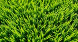 turf types comparison