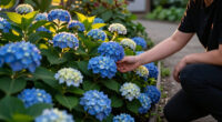 9 Best Groundcover Hydrangeas in 2026