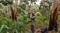 Great Koala National Park Surges In Global Coverage